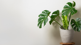 Supera tus inseguridades y brilla en tus reuniones de negocios 